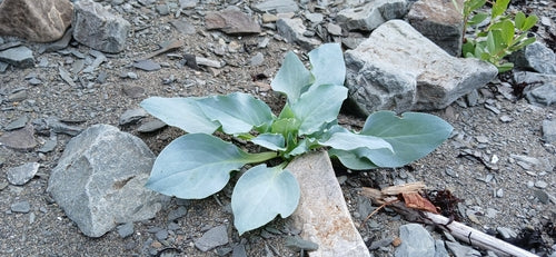 Oester plant — Bild 1