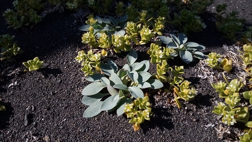 Oester plant — Bild 3