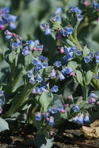 Oester plant — Bild 2