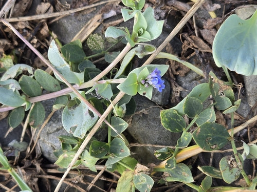 Oester plant — Bild 5