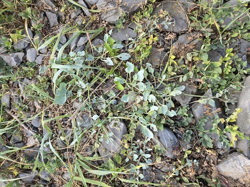 Oester plant — Bild 4