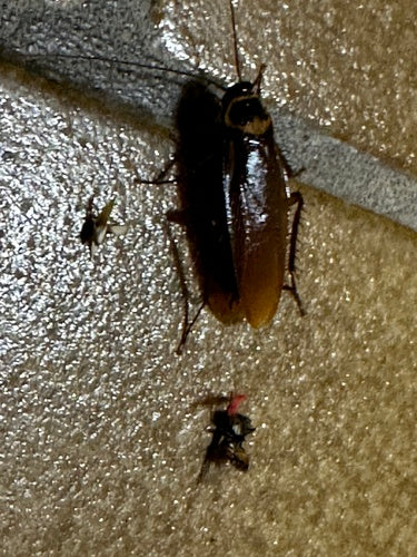 Australische kakkerlak — Bild 5