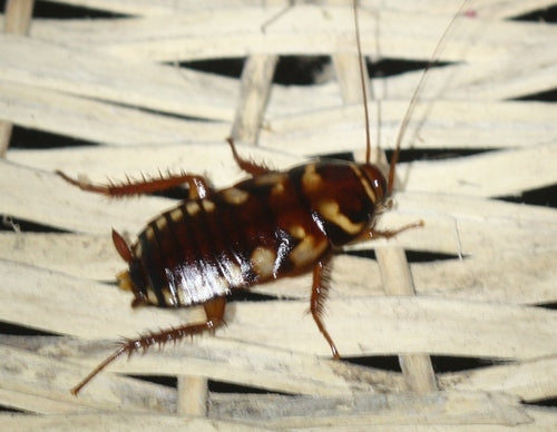 Australische kakkerlak — Bild 4