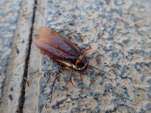 Australische kakkerlak — Bild 3