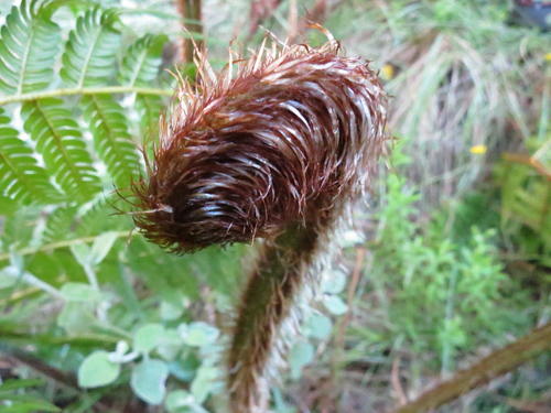 Australische boomvaren — foto 5 van 8