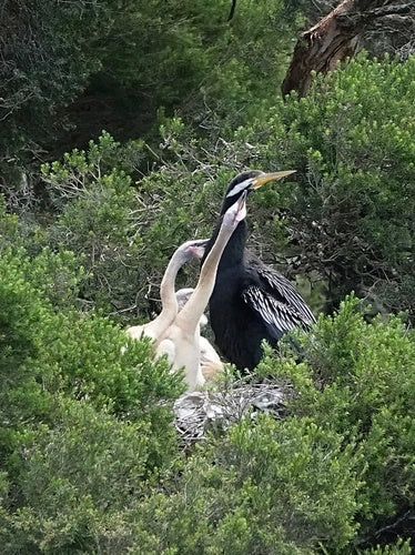 Australische darter — foto 1 van 8