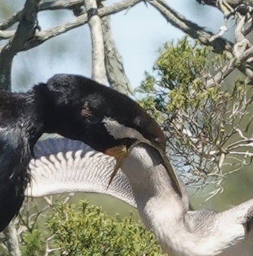 Australische darter — foto 5 van 8