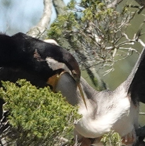 Australische darter — foto 4 van 8