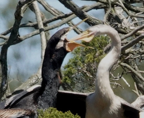 Australische darter — foto 3 van 8