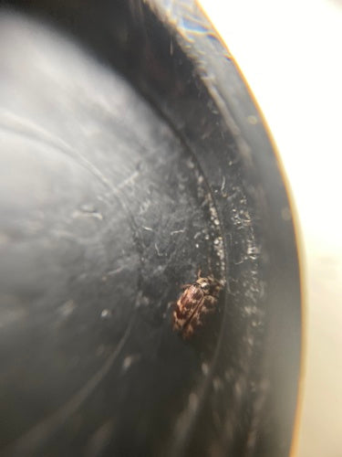 Australischer Teppichkäfer - Bild 2