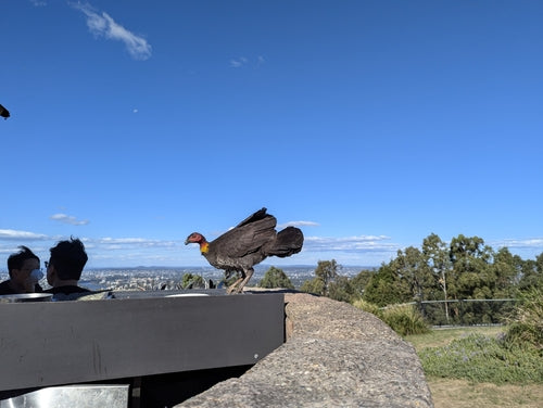 Australische bushkip — foto 5 van 8