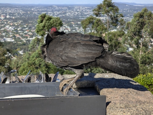 Australische bushkip — foto 4 van 8