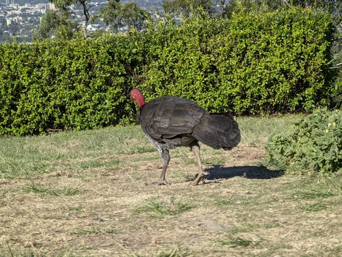Australische bushkip — foto 3 van 8