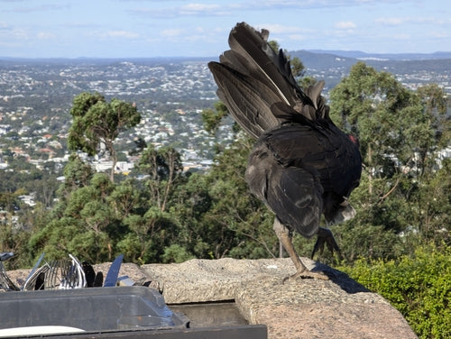 Australische bushkip — foto 2 van 8