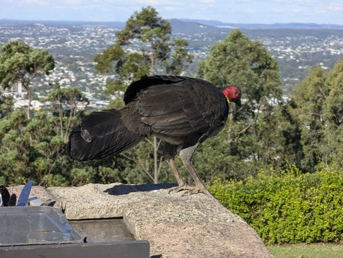 Australische bushkip — foto 1 van 8