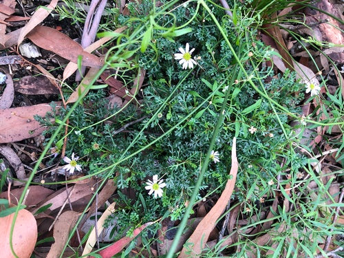 Australisch madeliefje — foto 2 van 8