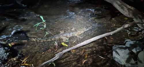 Australische zoetwaterkrokodil — Bild 5