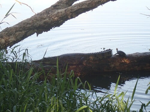 Australische zoetwaterkrokodil — Bild 4