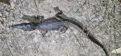 Australische zoetwaterkrokodil — Bild 3
