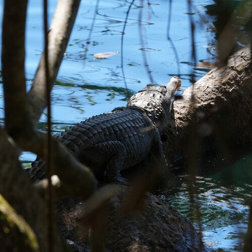 Australische zoetwaterkrokodil — Bild 2