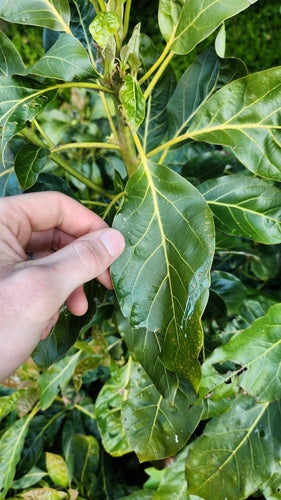 avocado — Bild 2
