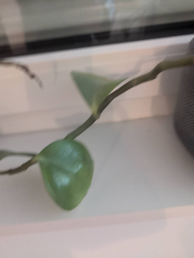 was bloem — Bild 2