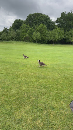Canadese gans – Seligenstadt