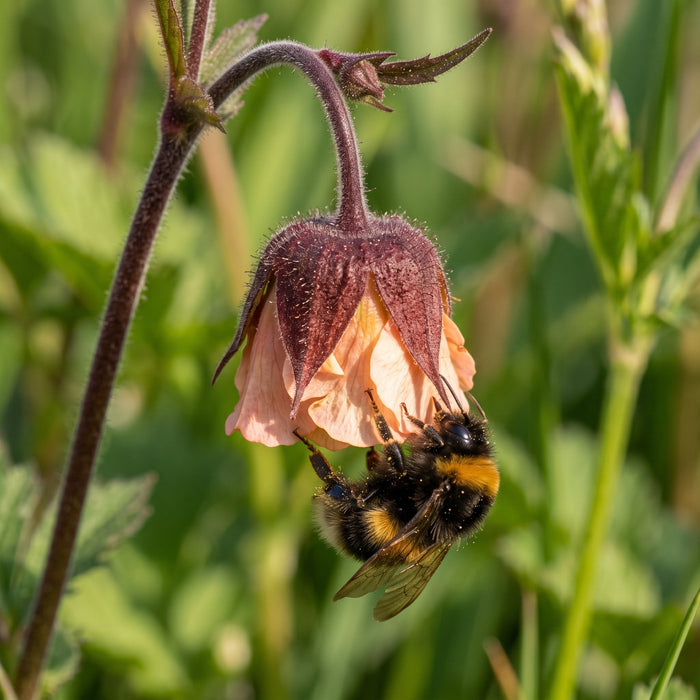 Blüte von Bach-Nelkenwurz (Geum rivale) in Nahaufnahme (KI-generiert)
