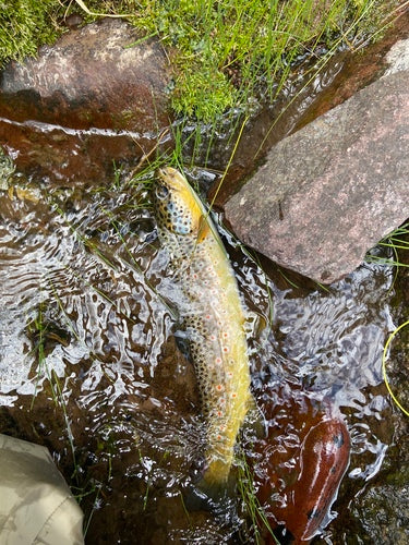Bruine forel — Bild 5