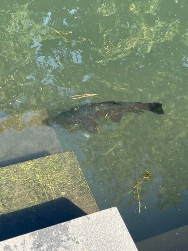 Bruine forel — Bild 4