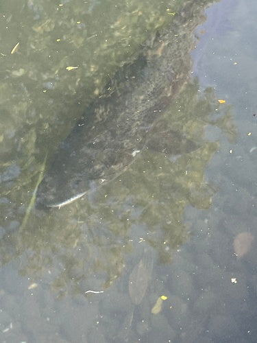 Bruine forel — Bild 3
