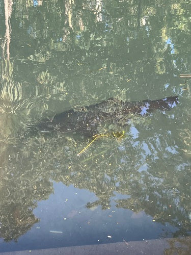 Bruine forel — Bild 1