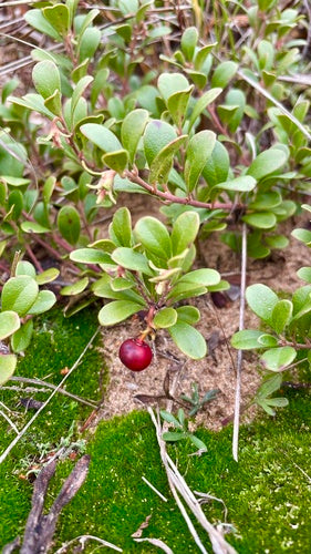 Draag druif — Bild 3