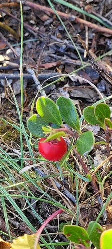 Draag druif — Bild 4