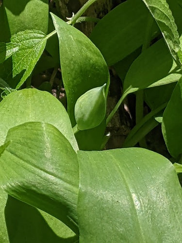 wilde knoflook — Bild 5