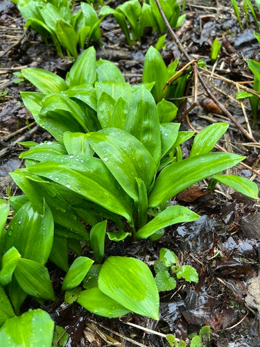 wilde knoflook — Bild 4