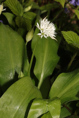 wilde knoflook — Bild 2