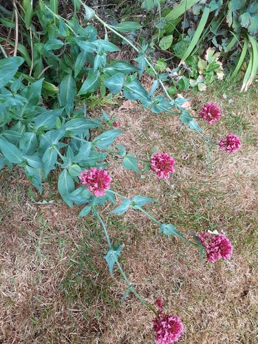 valeriaan — Bild 2