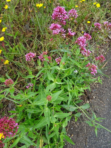 valeriaan — Bild 1
