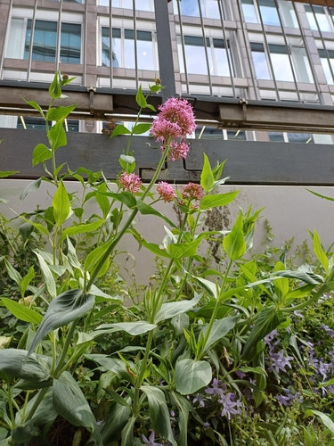 valeriaan — foto 1 van 8