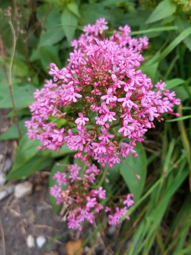 valeriaan — Bild 3