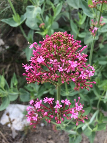 valeriaan — Bild 4