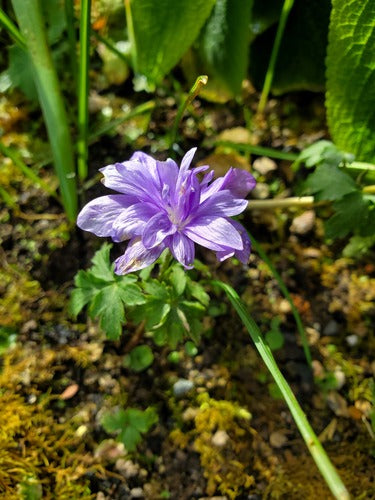 Balkananemoon — Bild 4
