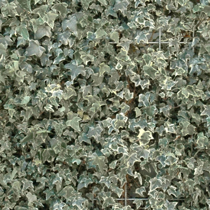 Kant-en-klare balkonhaag: klimop – detail en in de tuin