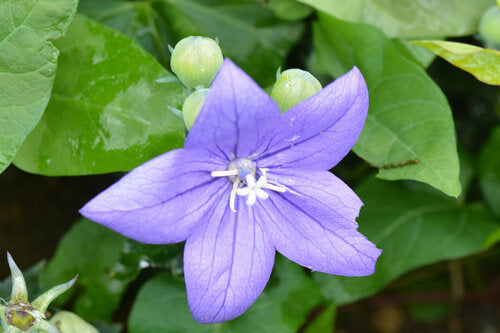 Ballon bloem — Bild 5