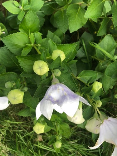 Ballon bloem — Bild 1