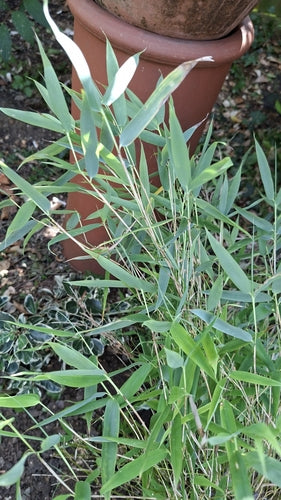 bamboe — Bild 5