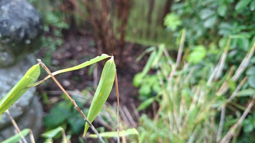 bamboe — Bild 4