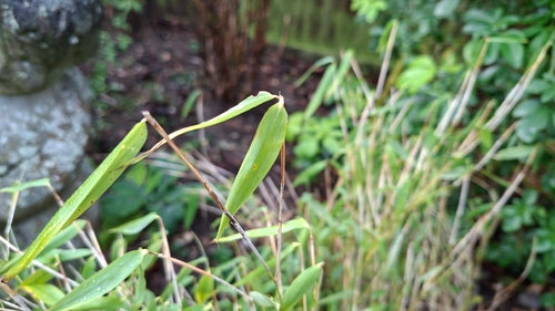 bamboe — Bild 3