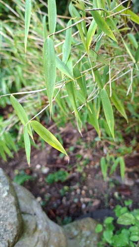 bamboe — Bild 2